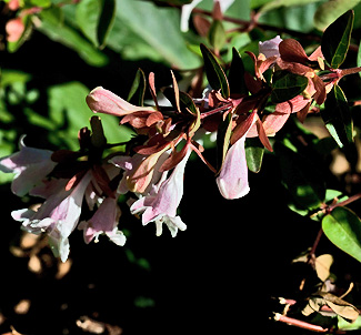 Abelia x grandiflora 'Edward Goucher'
